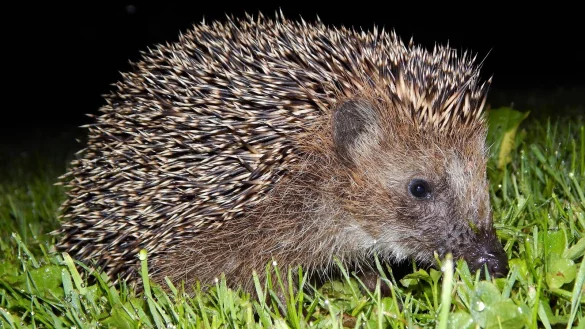 Igel sind dämmerungsaktiv und durchstreifen große Gebiete auf ihrer Suche nach Käfern, Spinnen oder Asseln. Sind zu dieser Zeit Mähroboter aktiv, kann das gefährlich für die Stacheltiere werden. - © Nabu Lippe/ Hans Dudler