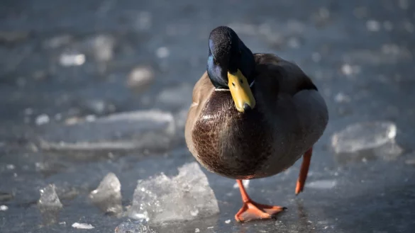 Ente auf dem Eis - &copy; Foto: Ralf Hirschberger