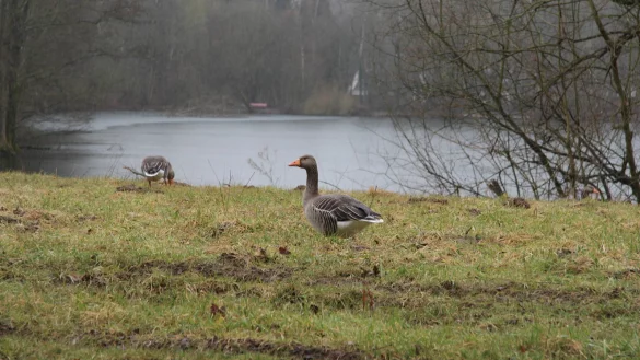 Refugium f&uuml;r die Tierwelt: Das Thema Natur spielt bei den Pl&auml;nen f&uuml;r die Pottkuhle eine wichtige Rolle. - &copy; Jens Rademacher