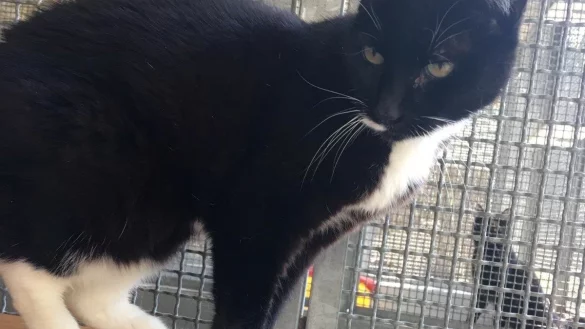 Pupsi sucht dringend ein neues Zuhause. - &copy; Tierheim Detmold