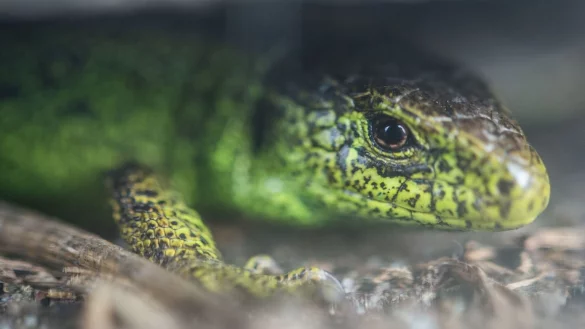 Zauneidechse - &copy; Foto: Lino Mirgeler/dpa