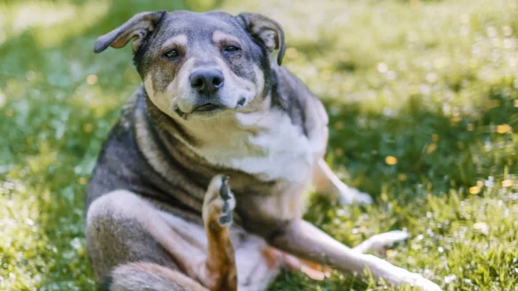 Hund - &copy; Foto: dpa