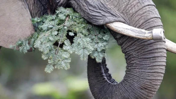 Elefantenf&uuml;tterung mit Tannenb&auml;umen - &copy; Foto: Roland Weihrauch/dpa