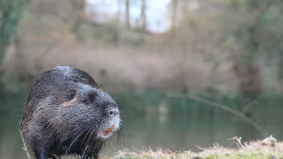 Die Nutria, hier im vergangenen Jahr am Detmolder Schlossgraben fotografiert, hat &Auml;hnlichkeit mit dem Biber und mit der Bisamratte. Das Nagetier stammt urspr&uuml;nglich aus Amerika und hat sich durch den Einfluss des Menschen auf anderen Kontinenten verbreitet. - &copy; Archiv: Martin Hostert