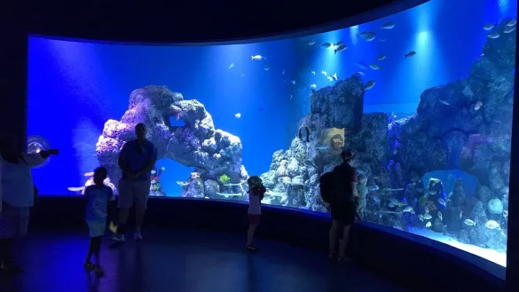 Cairns Aquarium & Reef Research Centre - &copy; Foto: Cairns Aquarium & Reef Research Centre/dpa-tmn