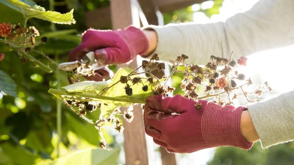 Insekten brauchen Staudenst&auml;ngel - &copy; Foto: Christin Klose/dpa-tmn