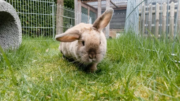 Kaninchen im Freigehege - &copy; Foto: Markus Scholz/dpa-tmn
