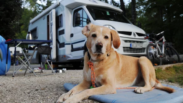 Hund - &copy; Foto: Tobias Hase