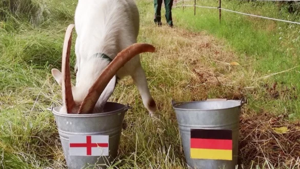 Ziegenbock Varus tippt auf einen Sieg der Engländer. - © LWL-Freilichtmuseum