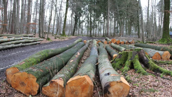 Das gewonnene Holz kommt der heimischen Industrie zugute. So werden die Transportwege reduziert und die &ouml;rtliche Wirtschaft unterst&uuml;tzt. - &copy; Landesverband Lippe