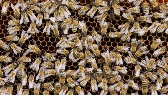 In Bielefeld wurden mehrere Bienenst&ouml;cke angez&uuml;ndet. - &copy; Symbolbild Pixabay