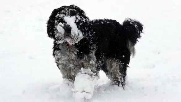 Hund im Schnee - &copy; Foto: Andrew Milligan/PA Wire/dpa
