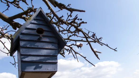 Nistk&auml;sten jetzt s&auml;ubern - &copy; Foto: Andrea Warnecke