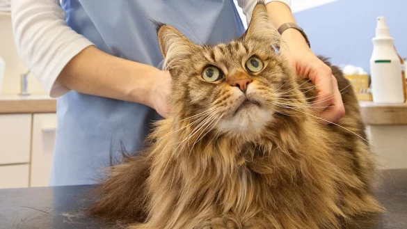 Katze beim Tierarzt - &copy; Foto: Kai Remmers