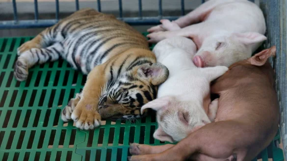 Tiger-Zoo in Thailand - &copy; Foto: Barbara Walton/EPA/dpa