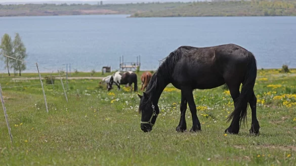 Pferd - &copy; Foto: Matthias Bein/dpa/ZB