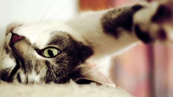 Katze daheim - &copy; Foto: Karolin Kr&auml;mer/dpa-tmn