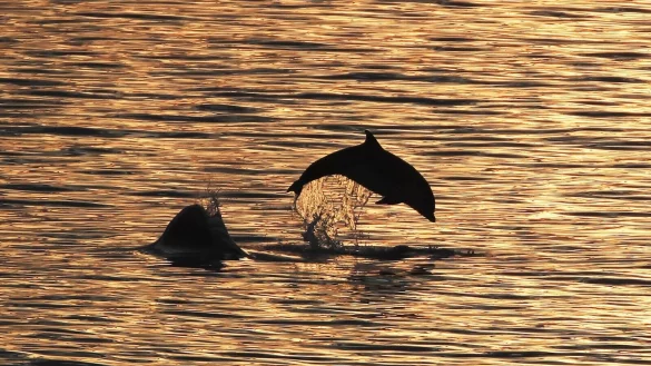 - &copy; Owen Humphreys/PA Wire/dpa