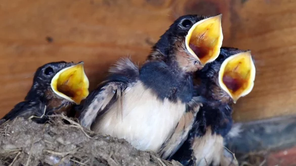Junge Schwalben im Nest - &copy; Foto: Rainer Jensen