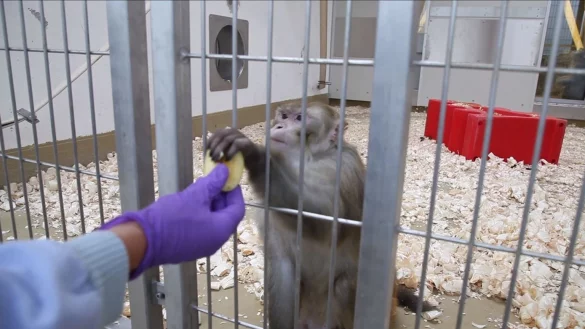 Tierversuche - &copy; Foto: -/Initiative Tierversuche verstehen/dpa