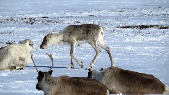 Rentiere in Sibirien - &copy; Foto: Viktor Mamontow/WWF/dpa