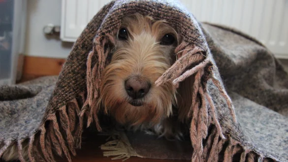 Nur verstecken: Viele Hunde suchen Sylvester unter der Decke Schutz. Auch ein T-Shirt oder Bachbl&uuml;ten k&ouml;nnen den Tieren bei Panik helfen.&nbsp; - &copy; Katrin Kantelberg(LZ)
