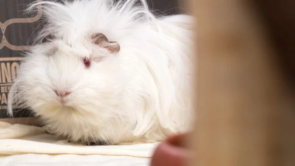 Keine Angst vor der Transportbox - &copy; Foto: Andrea Warnecke