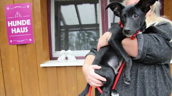 Verspielt und lustig: Der kleine "Bounty" ist noch kein halbes Jahr alt und wurde von seinen Besitzern allein gelassen. - &copy; Yannick Sonntag