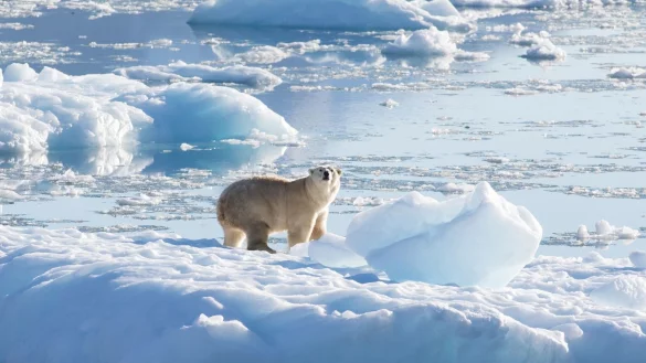 Eisb&auml;ren in Gr&ouml;nland - &copy; Foto: Thomas Johansen/NASA OMG/dpa