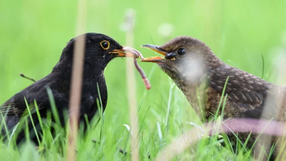 Amseln - &copy; Foto: Felix K&auml;stle