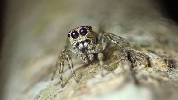 Spinne - &copy; Foto: Dami&aacute;n Hagopi&aacute;n/dpa