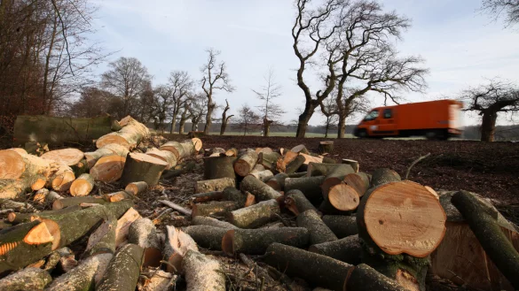 Im gesamten Stadtgebiet m&uuml;ssen in Detmold B&auml;ume gef&auml;llt werden. Laut dem Team Gr&uuml;nfl&auml;chen sind diese nicht mehr zu retten. Das Foto zeigt F&auml;llungen anj der F&uuml;rstenalle in Schlangen 2015. - &copy; Symbolfoto: Bernhard Preu&szlig;