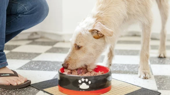 Gesundes Futter - &copy; Foto: Monique W&uuml;stenhagen/dpa-tmn