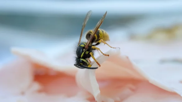 Wespenzeit - &copy; Foto: Jens Kalaene