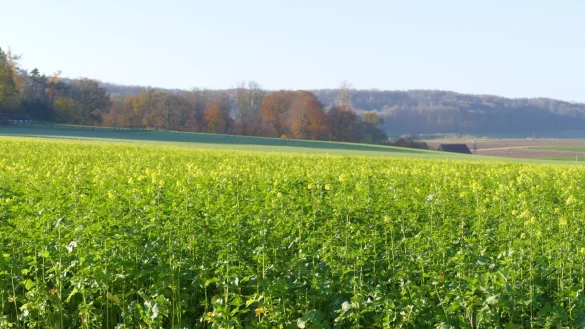 Zwischenfr&uuml;chte &ndash; wie hier der gelb bl&uuml;hende Senf - haben viele positive Effekte f&uuml;r den Acker und die Umwelt. Dem Boden und den Bodenlebewesen wird etwas Gutes tut. Zudem bieten sie &uuml;ber den Winter Schutz und Futter f&uuml;r die Wildtiere. - &copy; Landwirtschaftlicher Kreisverband