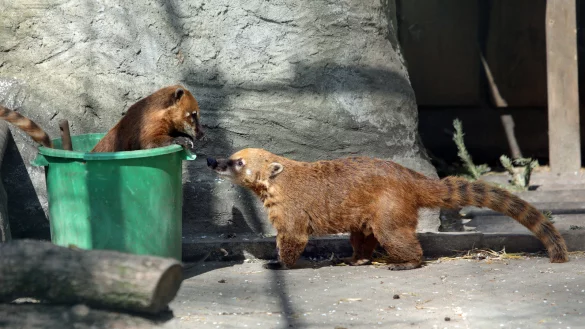 Die Nasenbären im Tierpark halten nichts von einer Kontaktsperre.  - © Frank-Michael Kiel-Steinkamp
