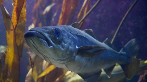 Dorsch - &copy; Foto: Axel Heimken/dpa