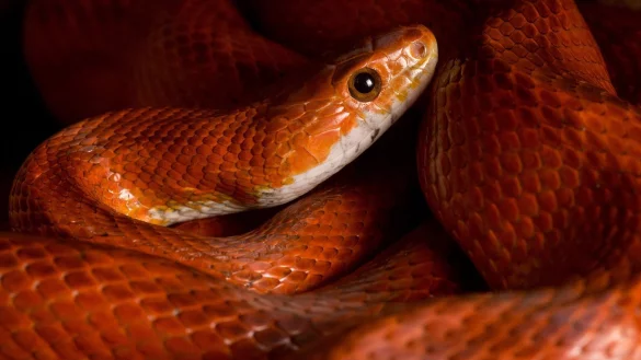 Kornnatter - &copy; Foto: dpa