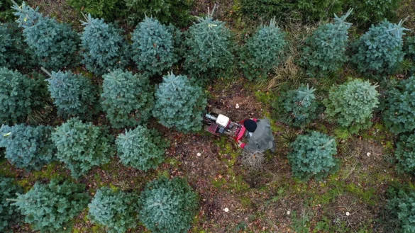 Weihnachtsb&auml;ume in Gro&szlig;britannien - &copy; Foto: Steve Parsons/PA Wire/dpa