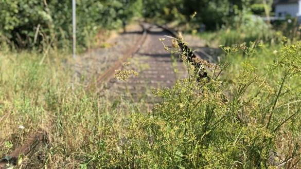 Ob es sich lohnt, die Strecke zwischen Lemgo-L&uuml;ttfeld und Barntrup zu reaktivieren - hier der Bahn&uuml;bergang an der Sch&auml;fertor-Br&uuml;cke - soll nun untersucht werden. - &copy; Till Brand