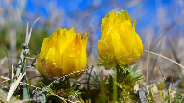 Adonisr&ouml;schen - &copy; Foto: Patrick Pleul/dpa-Zentralbild/dpa