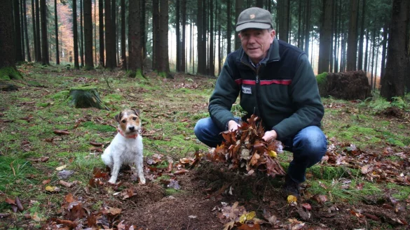 Oberf&ouml;rster Hans-Friedrich Meiercord h&auml;lt Laub in der Hand. K&uuml;nftig soll es mehr Wald in Lemgo geben. - &copy; Kirsten Fuhrmann