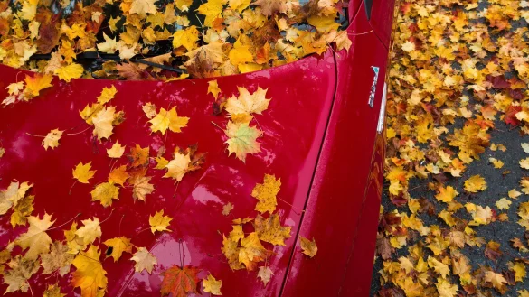 Es gibt viel zu beachten, beim Autofahren im Herbst. - &copy; Symbolbild: Pixabay