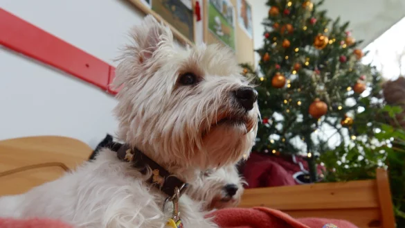 Hund - &copy; Foto: Rainer Jensen