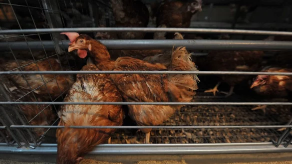 K&auml;fighaltung - &copy; Foto: picture alliance / dpa