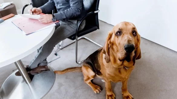 Hund im B&uuml;ro - &copy; Foto: Markus Scholz/dpa-tmn