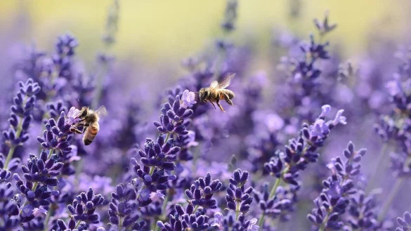 Alles brummt: Bienen im Bl&uuml;tenfeld. - &copy; Symbolfoto Pixabay