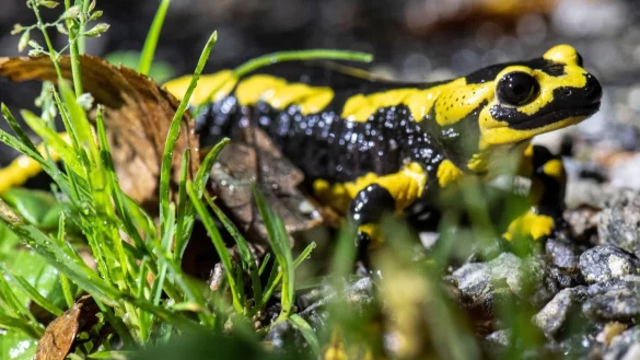 Feuersalamander - &copy; Foto: Boris Roessler/dpa