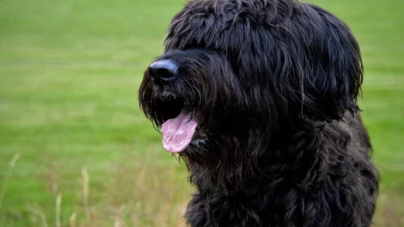 Vier Briards des Mannes hatten eine Joggerin attackiert, daraufhin wurden ihm die Hunde entzogen. - &copy; (Symbolbild) Pixabay