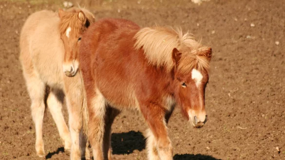 Im Landkreis Hildesheim sind zwei Ponys misshandelt worden (Symbolbild). - &copy; picture-alliance / Ralph Goldmann